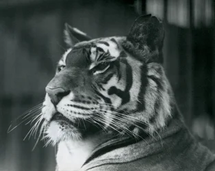 Tigresa Sally no zoológico de Londres em 1927