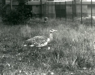 Dois bustards arábicos em pé em seu recinto no zoológico de Londres, em setembro de 1927