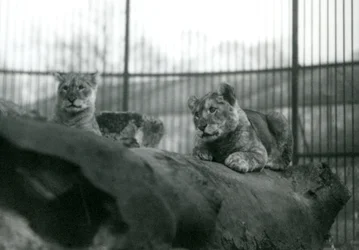 Dois filhotes de Leão, nascidos no zoológico, no recinto do zoológico de Londres, abril de 1924