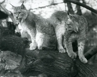Dois linces do norte, um sentado e um em pé, em um galho, zoológico de Londres, outubro de 1925