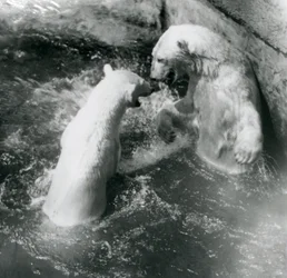 Dois ursos polares brincam em sua piscina. Zoológico de Londres em 1926