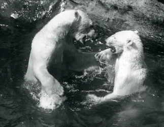 Dois ursos polares brincando em sua piscina no zoológico de Londres em 1926