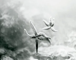 Duas estrelas do mar, no vidro do aquário, mostrando suas partes inferiores no zoológico de Londres em março de 1925