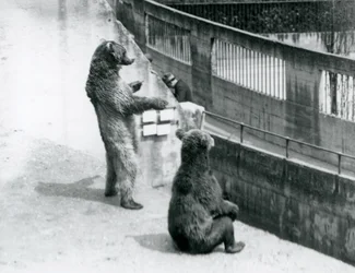 Dois ursos pardos, um em pé sobre as patas traseiras e outro sentado, olham para baixo a partir do Mappin Terraces, London Zoo, em julho de 1925