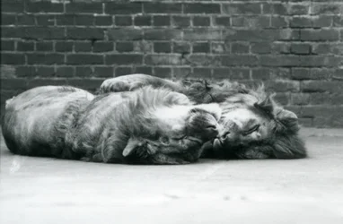 Dois leões deitados para dormir com as patas à volta um do outro, no Jardim Zoológico de Londres