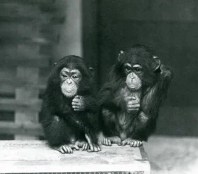 Dois jovens Chimpanzés sentados numa caixa de madeira, no Jardim Zoológico de Londres