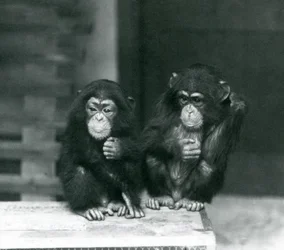 Dois, jovem, chimpanzés, sentando, ligado, um, crate madeira, londres, jardim zoológico, 1924