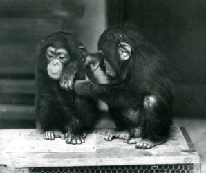 Dois, jovem, chimpanzés, sentando, ligado, um, crate madeira, londres, jardim zoológico, 1924