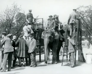Visitantes em fila para um passeio de elefante enquanto outros sobem com a ajuda de cinco tratadores, Jardim Zoológico de Londres, 1927