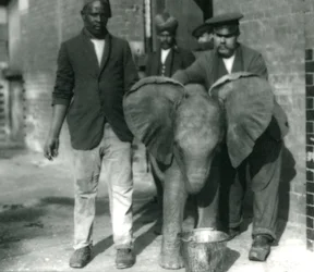 Elefante Africano jovem Kiberenge, bebendo de um balde, com treinadores Darish e Syed Ali e Keeper H. Robertson em 1923