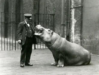 Jovem hipopótamo Bobbie sentado para o goleiro Ernie Bowman, zoológico de Londres, julho de 1923 (foto bw)