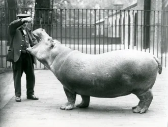 Jovem hipopótamo Bobbie com goleiro Ernie Bowman, zoológico de Londres, julho de 1923 (foto bw)