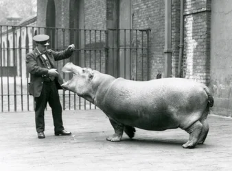 Jovem hipopótamo Bobbie com goleiro Ernie Bowman, zoológico de Londres, julho de 1923 (foto bw)