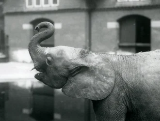 Jovem, femininas, africano, pigmeu, elefante, oojah, levantar, dela, tronco, em, jardim zoológico londres, agosto, 1925