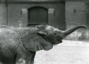Jovem fêmea africana pigmeu elefante Oojah levantando o tronco para um deleite no zoológico de Londres, de julho de 1925
