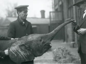 Jovem fêmea elefante pigmeu Africano Oojah levantando o tronco para um deleite no zoológico de Londres, em junho de 1925