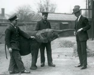 Jovem fêmea elefante pigmeu Africano Oojah levantando o tronco para um deleite no zoológico de Londres, em junho de 1925