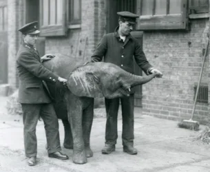 Jovem fêmea elefante pigmeu Africano Oojah levantando seu tronco para um deleite de seus guardiões no zoológico de Londres, de abril de 1925