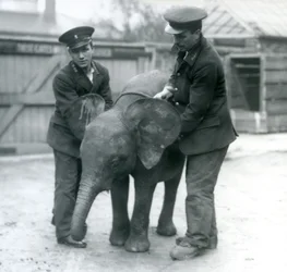 Jovem fêmea africana pigmeu elefante Oojah com dois guardiões no zoológico de Londres em abril de 1925