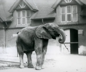 Jovem, macho, elefante africano, kiberenge, ficar, frente, a, casa elefante, londres, jardim zoológico, junho, 1927