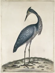 A Heron, 1789 (wc e tinta no papel)