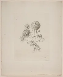 Motivo floral
