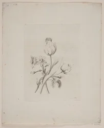 Motivo floral