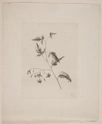 Motivo floral