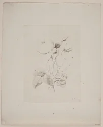 Motivo floral