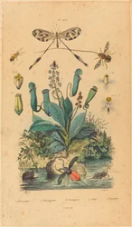insetos e flores