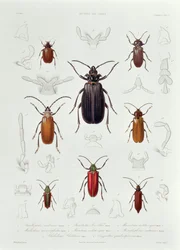 Uma coleção de coleópteros encontrados no Chile, ilustração de &39;Historia de Chile&39;, gravada por Lebrun, 1854