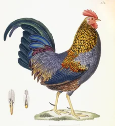 Uma galinha, ilustração 232, de "Nova coleção de pratos coloridos de" pássaros ", 1820-1839