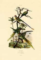 Periquito Alexandrino, 1833-39