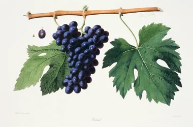 Ampelografia, Uva Poulsard Jura