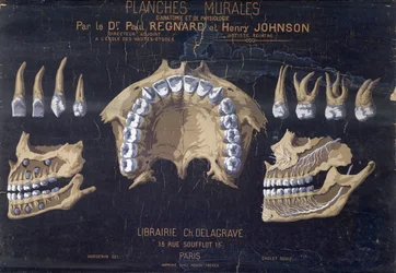 Muralha anatômica dos dentes