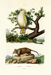 Tatu, 1833-39