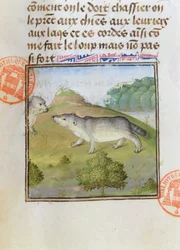 Texugos, do Livro de Caça de Gaston Phebus de Foix (1331-91)