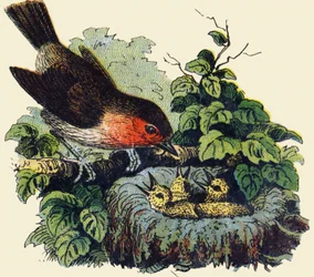 Pássaros e filhotes num ninho. Gravura em "ABC indechirable sobre tela envernizada". A. Capendu, editor, Paris, final do século XIX. Livraria infantil ilustrada. 8 páginas. Dim: 21,5x18cm .