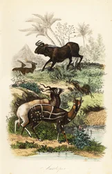 Gnu-preto, Connochaetes gnou, adax ou antílope-de-chifres-espiralados criticamente ameaçado, Addax nasomaculatus, e cabra-do-mato-de-arnês ou kewel, Tragelaphus scriptus