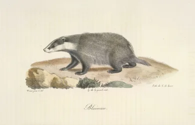 Texugo, Texugo, da História Natural dos Mamíferos (lito colorido)