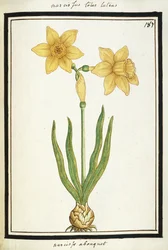 Bouquet Narcissus, c.1700 (desenho em aquarela, emoldurado em preto)