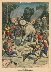 Captura de um elefante branco em Siam, ilustração de &39;Le Petit Journal&39;, suplemento ilustre, 10 de setembro de 1911 (cor lito)