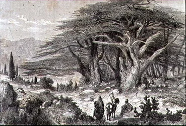 Árvores de Cedro no Líbano