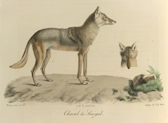 Chacal do Senegal. Um chacal do Senegal, da Histoire Naturelle des Mammifères (cor litho)