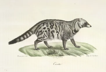 Civet, da História Natural dos Mamíferos (lito colorido)