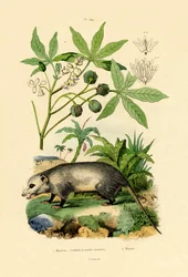 Opossum comum
