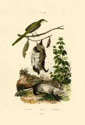 Tailorbird comum, 1833-39