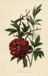Peônia comum, Paeonia officinalis, com teia de aranha