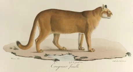 Cougouar fêmea, Uma puma, da 