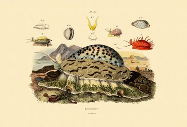 Conchas do Cowrie, 1833-39